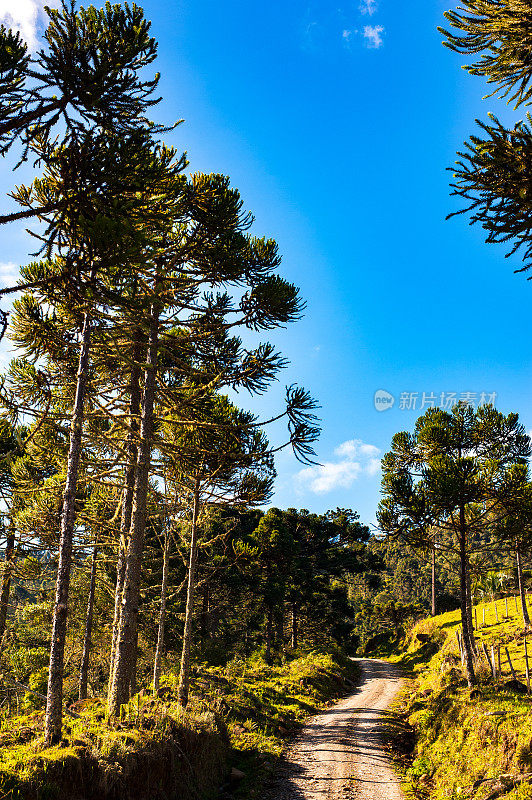 Urubici, Santa Catarina，巴西- araucarias，田野和山脉